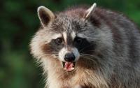 Texas police urge families to avoid wildlife after rabid raccoon turns up near homes