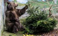 World : Bear Gets On Fishing Boat, Dozes Off Before Falling Into Sea In Japanâ€™s Miyagi