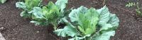 Fall Vegetable Planting Dates for Central Florida