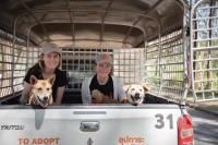Volunteering at Animal Shelters in Thailand: A Practical Guide