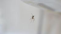 I asked experts how to deter spiders from your home — their advice was clear