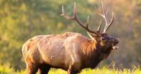 Idaho Fish and Game seeks help identifying elk poacher in Bingham County