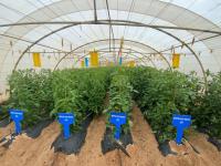 Qatar’s greenhouse market to surpass QR2bn by 2034