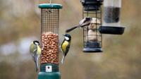 Warning to UK households to stop leaving seeds out for birds until October 31