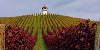 The Rhône Valley Named France’s Most Photographed Autumn Wine Region