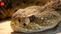 Wyoming researchers tracking prairie rattlesnakes repeatedly found groups of them shedding skin; first documented behaviour for the species