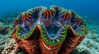 Scientists embark on expedition to study Tokelau's unexplored underwater world