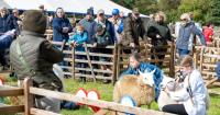 In pictures- Crowds celebrate farming and Teesdale tradition at Eggleston Show 2026