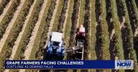 Local Grape Farmer Sells Vineyard Acreage After Refresco Contracts Canceled