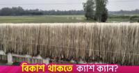 Bumper jute harvest, higher prices bring smiles to Sharsha farmers