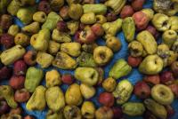 Cashew to drive agric transformation