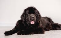 Newfoundland 'Huffs Like He Pays the Bills' After Being Told He Can't Walk in the Rain
