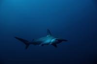 Seven Hammerhead Pups Dumped Near Hawaii Kai Bridge, DLNR Investigates