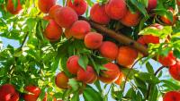 Fresh produce prices: onions ease off last week’s peak