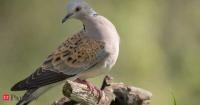 Since 1960s, Britain’s European turtle doves have suffered an almost 99% population decline. In 2026, 30 birds were released to restore the species