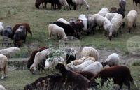 Outbreak of Sheep and Goat Pox Confirmed in Plovdiv Region Village
