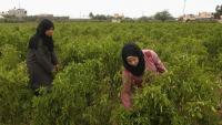 Jerash governorate backs non-traditional crops to cut water use