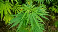 Is your hemp crop too thirsty? New drone data reveals the truth