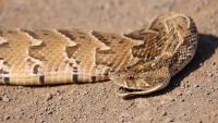 South Africa snake rescuers warn vacationers after puff adder bites woman