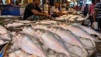 Kolkata hilsa price drops before Puja: Check market-wise rates and fish sizes