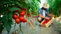 Is organic farming really greener? Data tells a different story