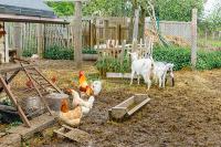 “Foundations in Farming and Homesteading + Pastured Laying Hens” on BrightU: Your homestead might be losing money while you’re not looking