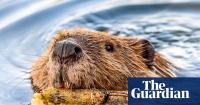 Rabies concerns grow in the US – but it’s unclear if there’s an increase of the fatal disease