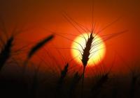 From soggy fields to skyrocketing diesel, Prairie farmers face tough harvest (Business)