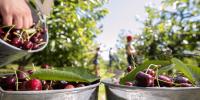 Okanagan fruit, wine sectors push agriculture into local municipal election spotlight (Kelowna)