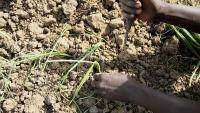 Nigeria's onion dispute with Ghana tests West African free tr