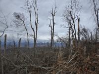 Helene’s $214 million toll on North Carolina forests