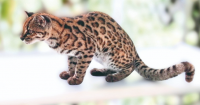 Everything You Need to Know About Leopardus tilcayo | Todo lo que debe saber del Leopardus tilcayo
