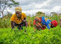 NABOCADO promotes sustainable farming practices to help smallholder farmers build climate resilience