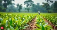 Industry body ACFI seeks Rs 5,000-7,500 cr scheme to cut reliance on China for crop protection inputs