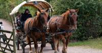 Historic harvest celebrations return to popular county museum