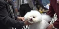 Anchorage Civic Club hosts biennial dog show at Owl Creek Country Club