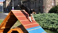 New Dog Playground Opens in Central Prague with Agility Course