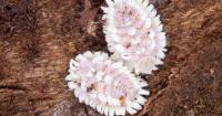 Potentially destructive giant scale insects found in luggage at DTW