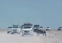 Tourists unharmed after Etosha rhino attacks car
