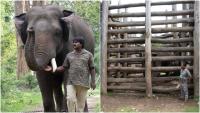 Dubare Elephant Camp to reopen for tourists from Sep 20