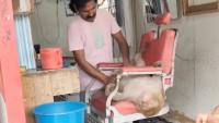 VIDEO: Monkey Walks Into Salon, Gets Head & Body Massage; Viral Video Leaves Internet Amused