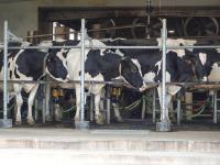 Trump tariffs hit Canada’s dairy farmers as US sales stall