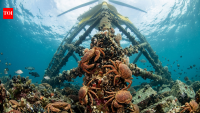 Rhode Island’s offshore wind turbines are attracting Jonah crabs, raising a bigger question about whether they are creating new marine habitat
