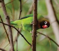 The black-cheeked lovebird: Zambia’s rare gem