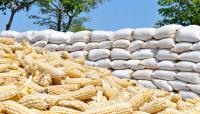 More eye Zambian maize