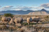 South Africa: 27,000 hectares of livestock land transformed into a nature reserve, achieving the return of wildlife