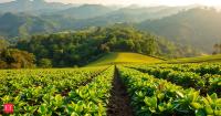 In 1997, actor Marcos Palmeira bought a degraded farm in Brazil to restore native forest. 29 years later, around 130 hectares were undergoing Atlantic Forest restoration