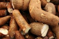 Improperly Processed Cassava Can Cause Cyanide Poisoning and Konzo, a Paralysing Neurological Disease