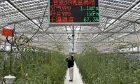 GT on the spot: Ningxia's smart greenhouse technology takes root in Arab markets