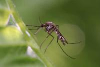 Locally Acquired Dengue Fever Cases Reported in Florida
